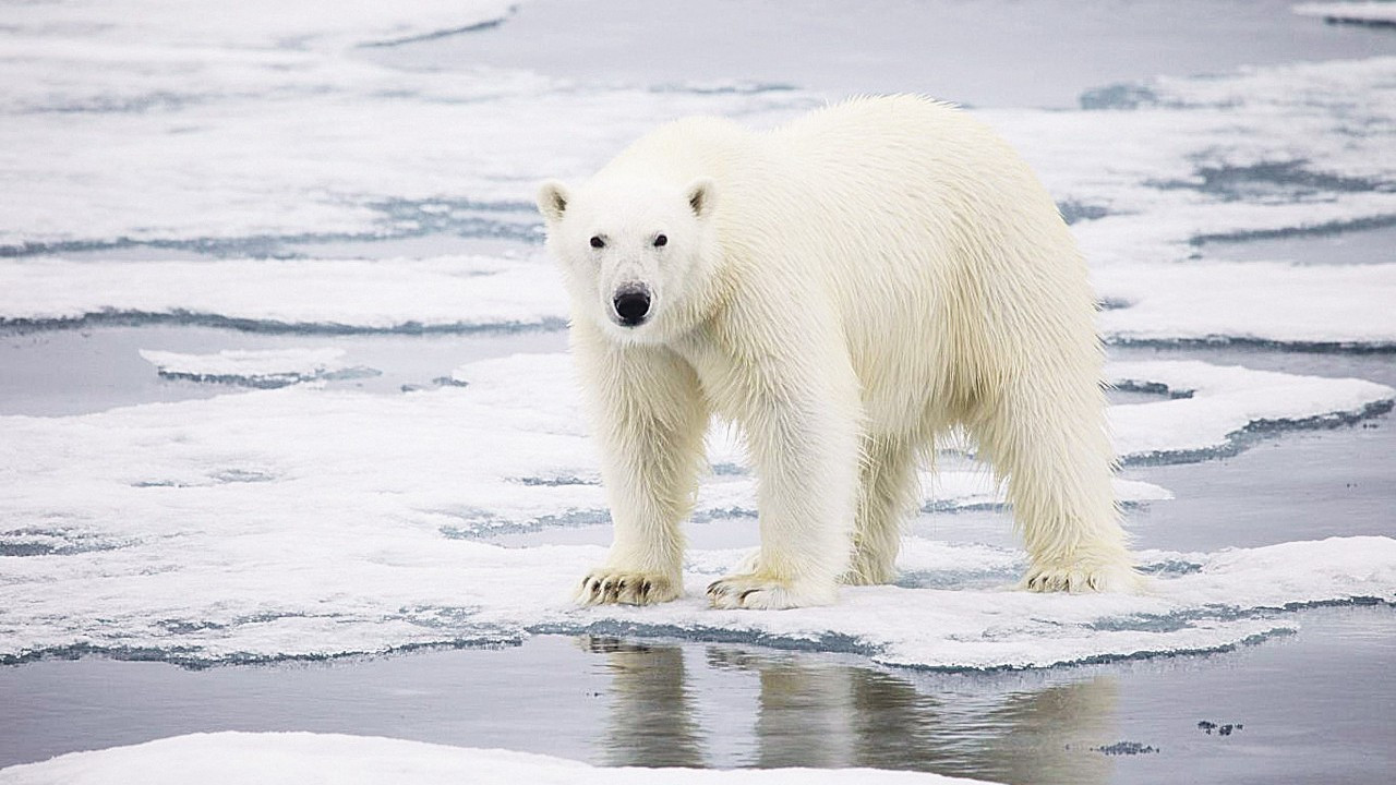 Kutup ayılarının eriyen dünyası “Kuzey Kutbu”