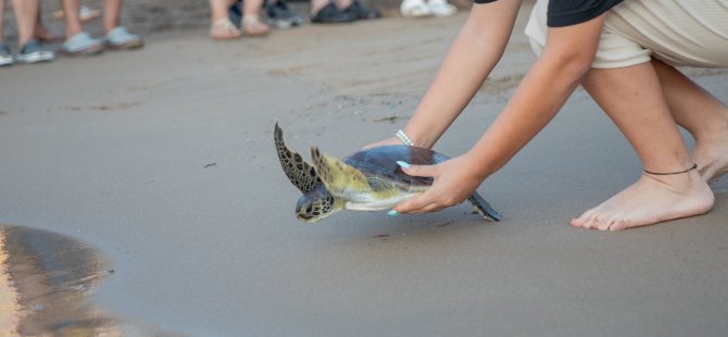 Yavru Deniz Kaplumbağası Lapidos, Doğal Yaşam Alanına Uğurlandı