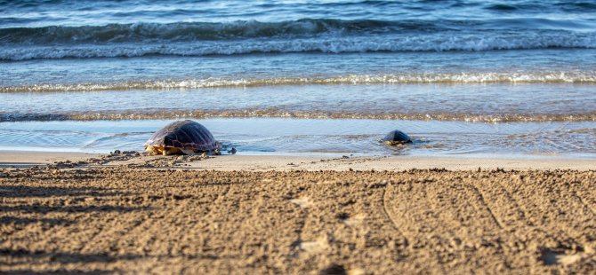 İki Deniz Kaplumbağası Daha Doğal Yaşam Alanına Geri Döndü