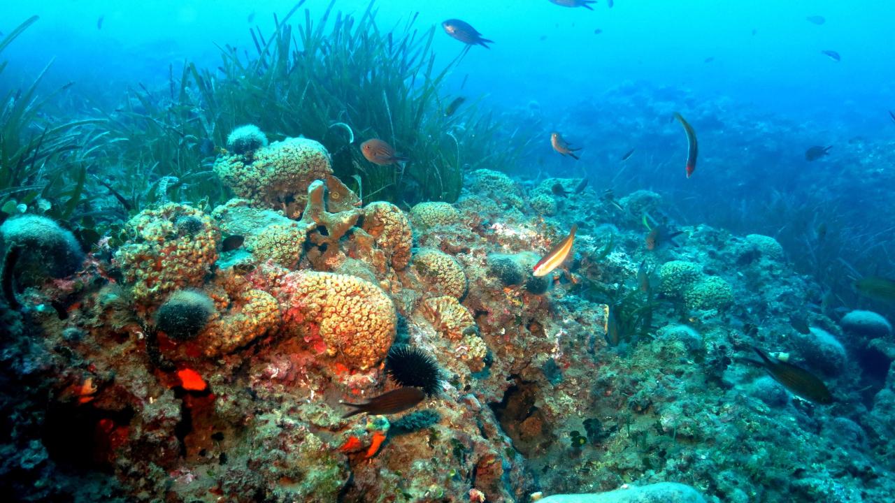Yüksek sıcaklıklar denizlerdeki ekosistemi tehdit ediyor