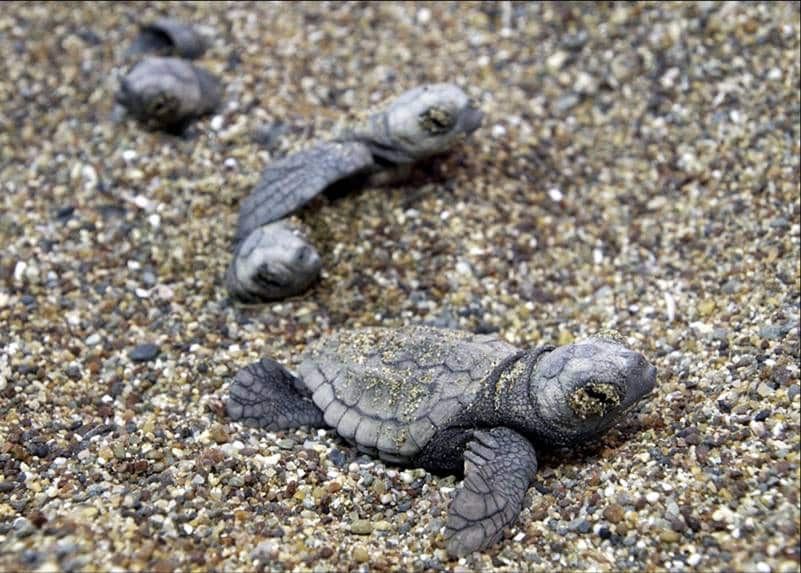 Bu yıl İngiliz üslerinde çok sayıda kaplumbağa yuvası bulundu
