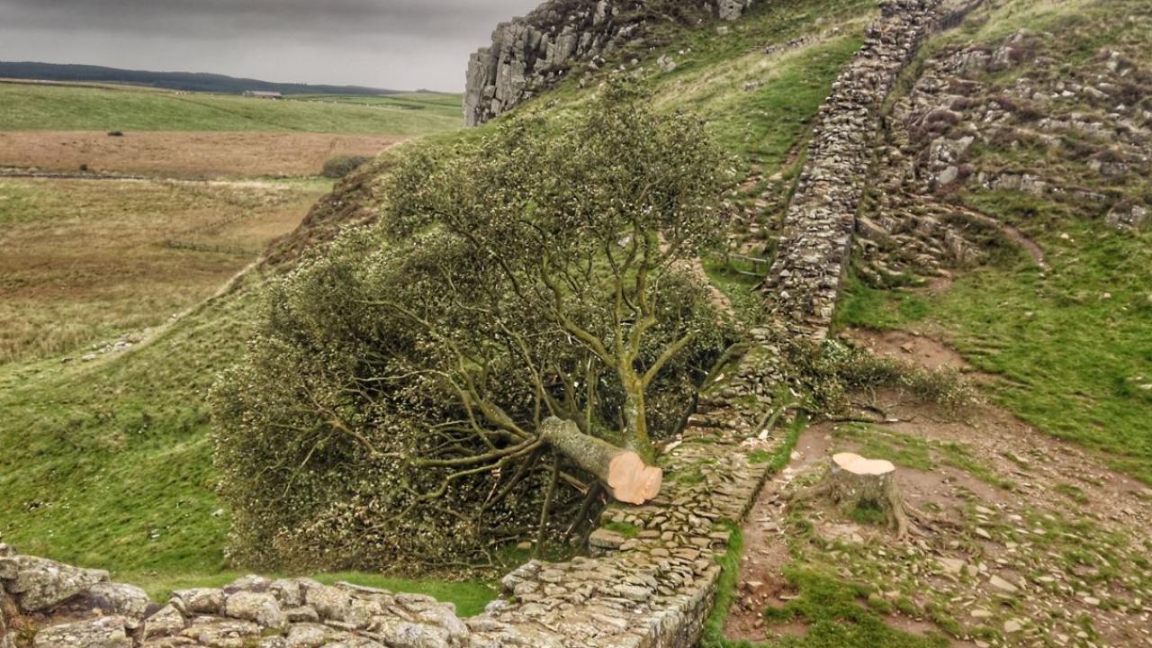 İngiltere'de 16 yaşındaki genç 300 yıllık dünyaca ünlü tarihi çınar ağacını kesti