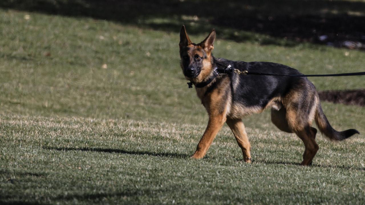 Biden'ın saldırgan köpeği Beyaz Saray'dan uzaklaştırıldı