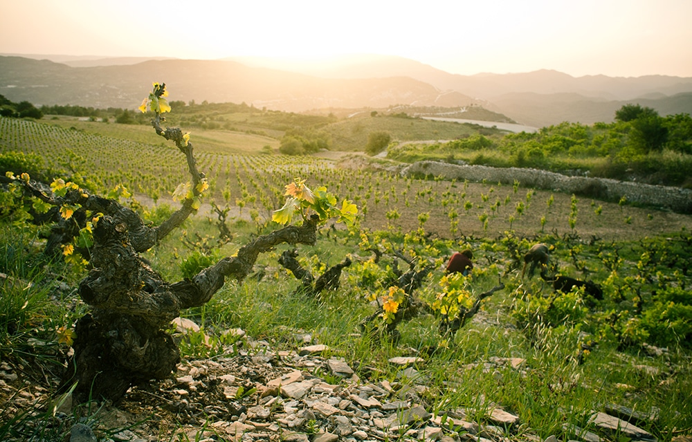 Kıbrıs'ın yeni okulu şarap uzmanları yetiştirecek