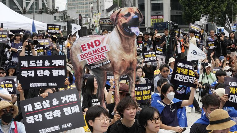 Güney Kore köpek eti tüketimini yasaklamaya hazırlanıyor