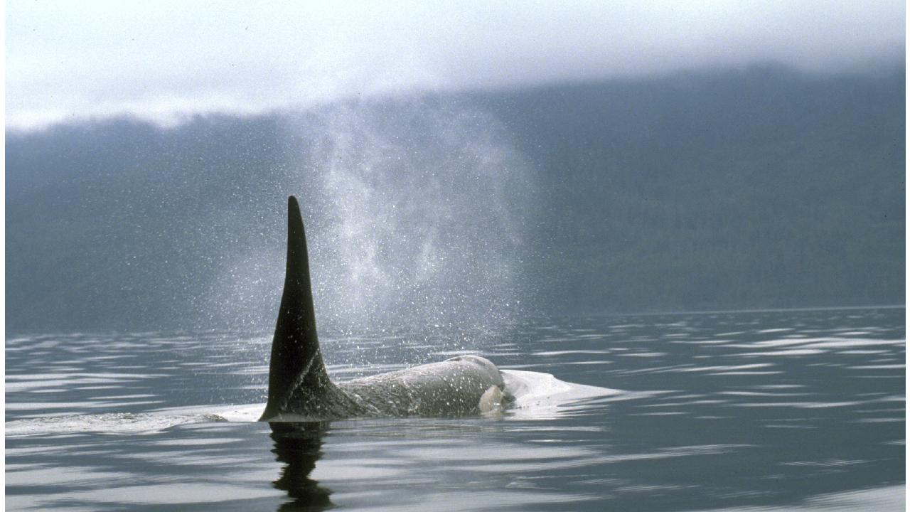 Katil balina saldırılarına karşı yeni savunma yöntemi: Heavy metal