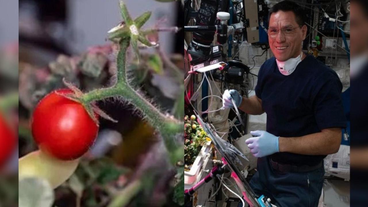 NASA astronotunun 8 ay önce uzayda kaybettiği minik domates bulundu
