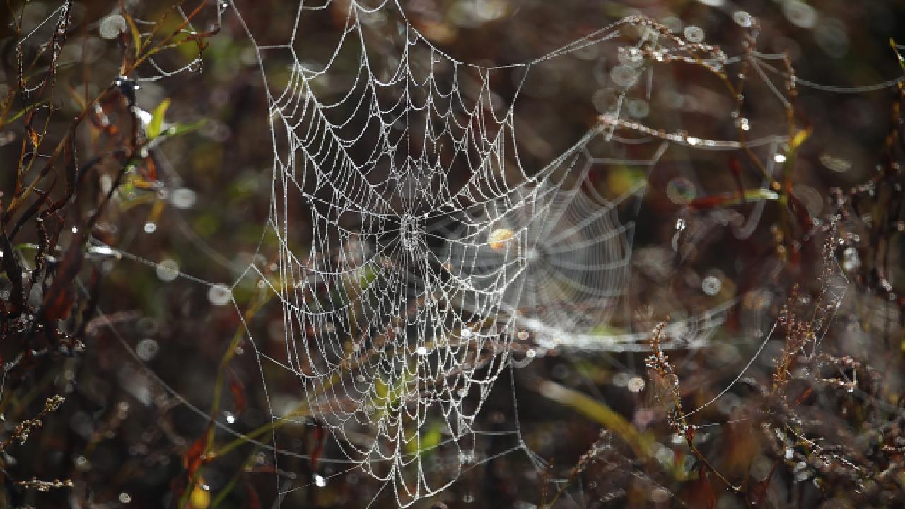Avustralya'da ölümcül en büyük huni yuvalı erkek örümcek bulundu