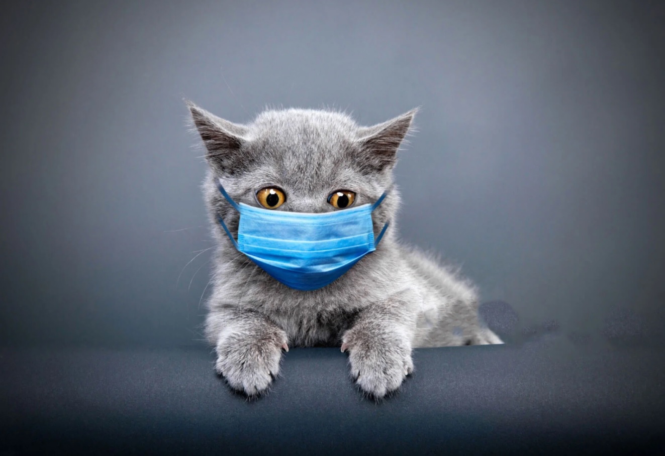 Yakın Doğu Üniversitesi Araştırmacıları Kıbrıs'ta Kedi Koronavirüsü İçin PCR Kiti Geliştirdi