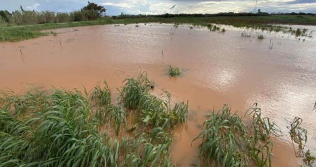Güney’de aşırı yağışlar patates tarlalarına zarar verdi