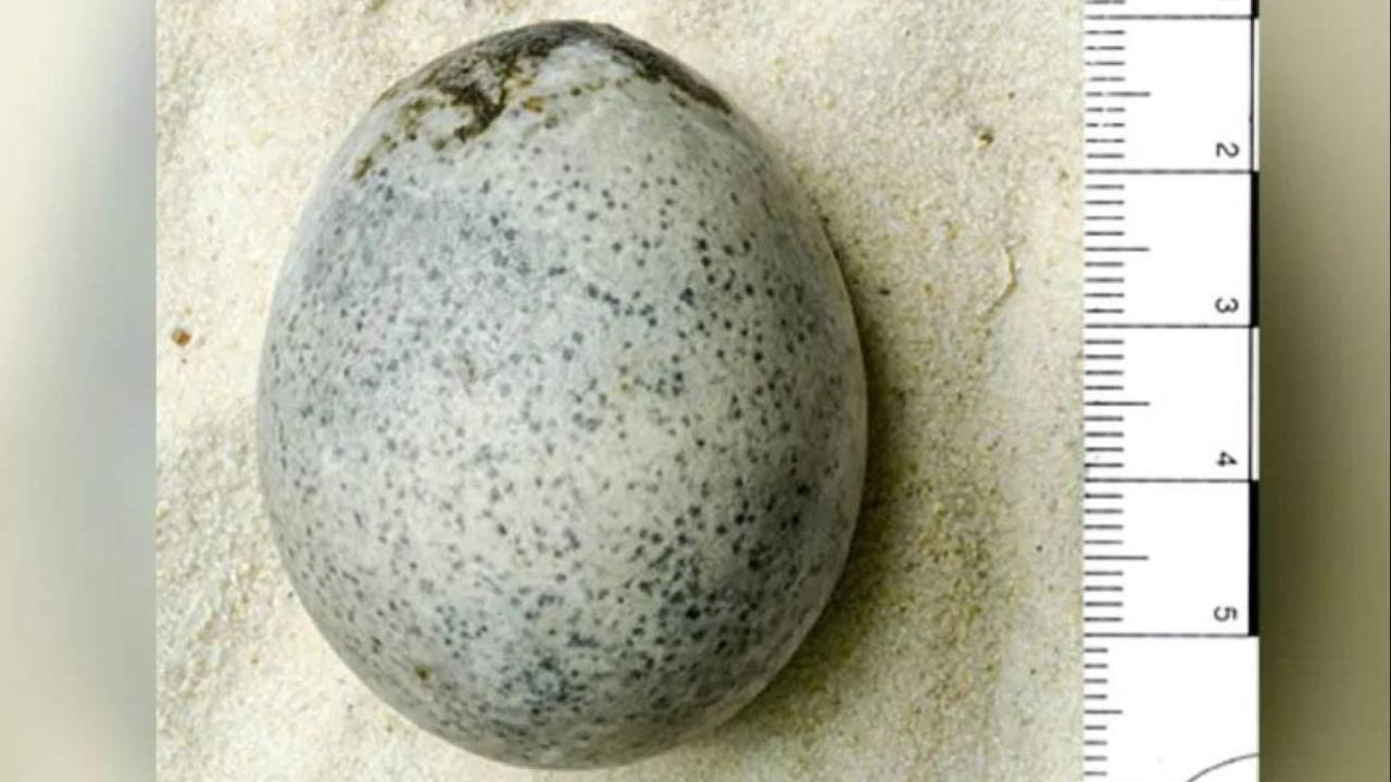 1700 yıllık tavuk yumurtası hâlâ sağlam
