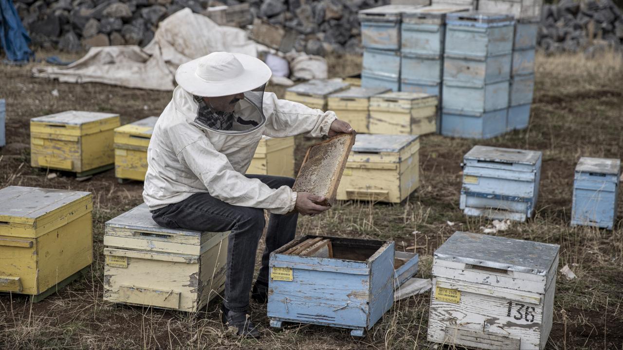 Arılar kış uykusuna yatmadı: Martta toplu arı ölümleri görülebilir