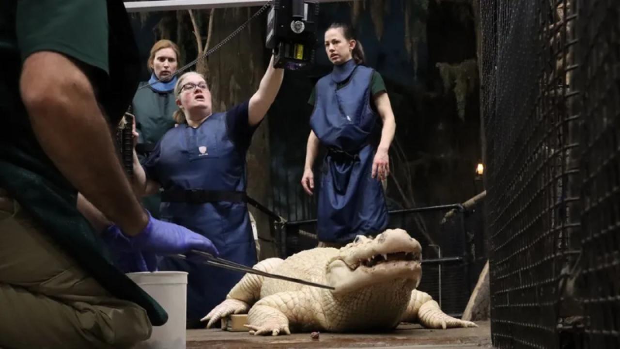 ABD'de hayvanat bahçesindeki timsahın midesinden 70 madeni para çıkarıldı