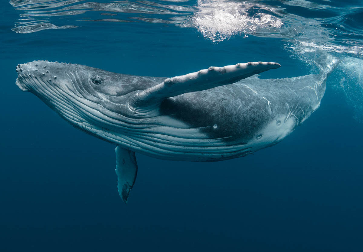 Bilim insanları, balina şarkılarının gizemini çözdü