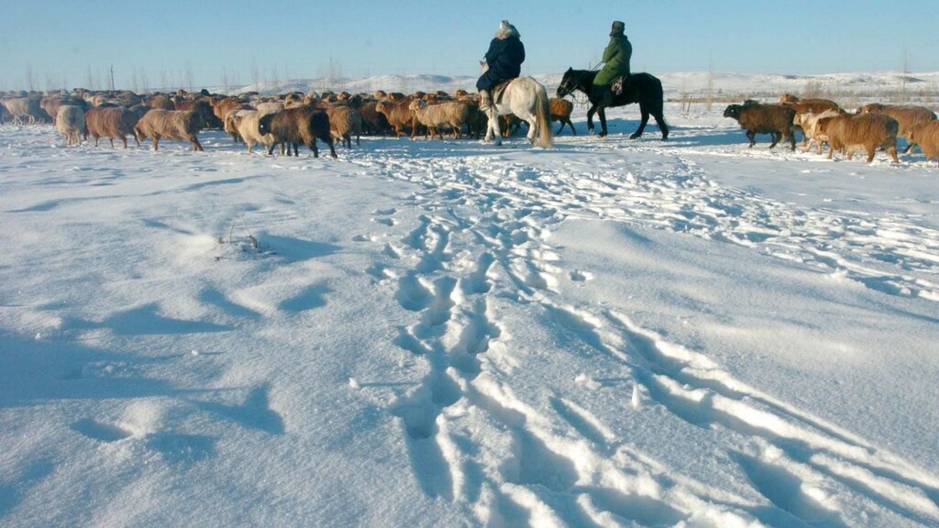 Moğolistan'ı vuran sert kış koşulları nedeniyle 2 milyon baştan fazla hayvan öldü
