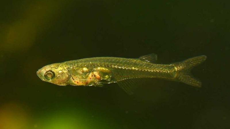 Danionella cerebrum: Matkap kadar ses çıkaran tırnak büyüklüğündeki balık