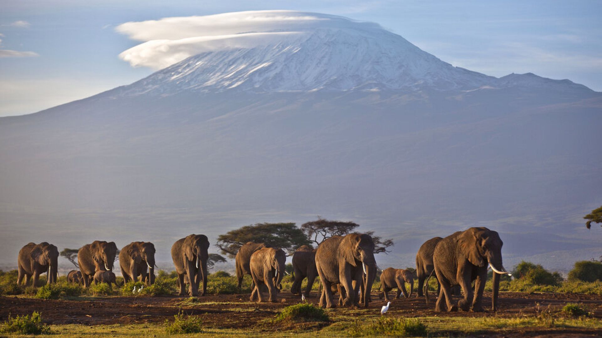Botsvana Devlet Başkanı Masisi, Almanya'yı, 20 bin fil göndermekle tehdit etti