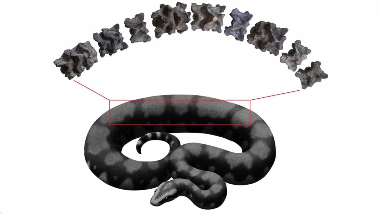 Hindistan'da yaklaşık 47 milyon yıl önce yaşayan devasa yılana ait fosil bulundu