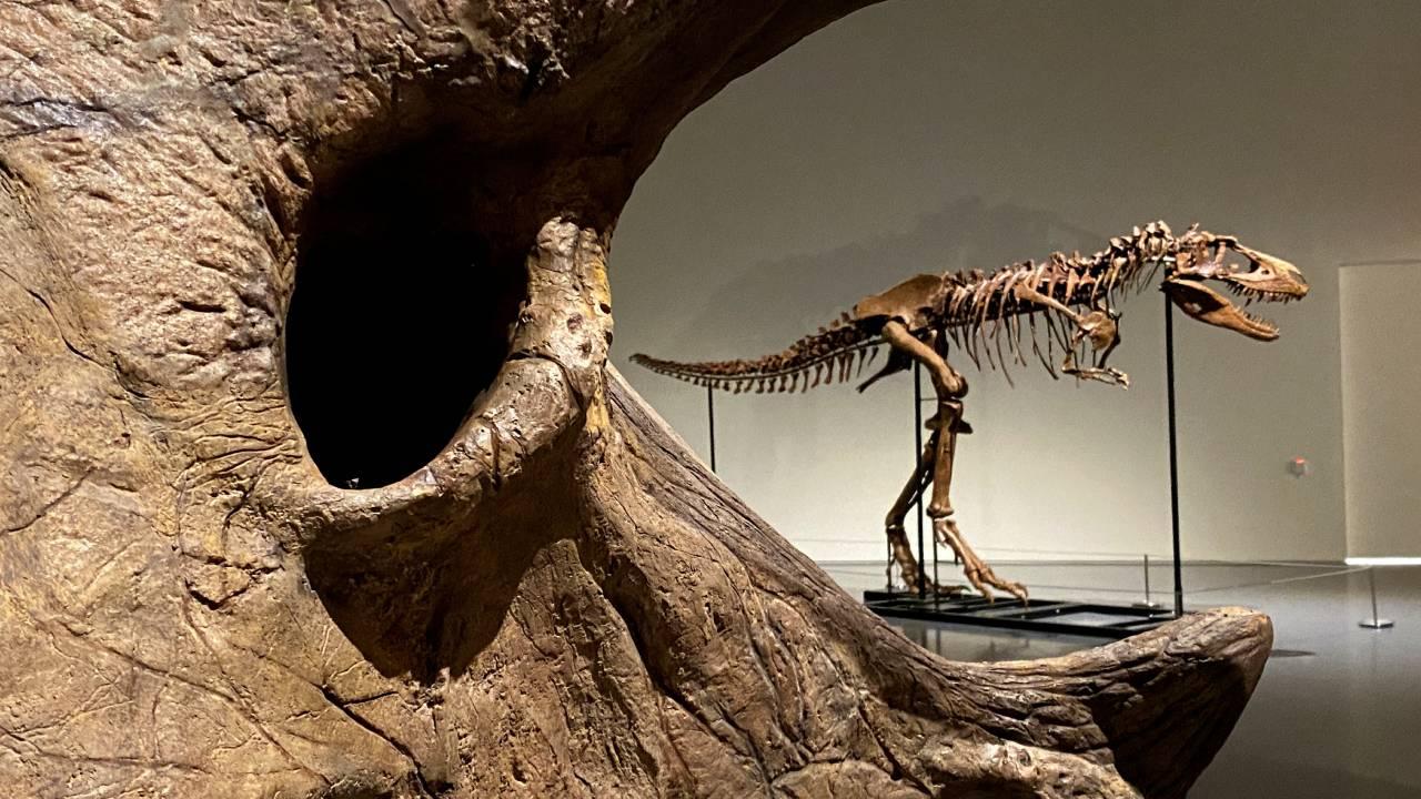 Araştırma: T-rex türü dinozorlar sanıldığı gibi zeki değil