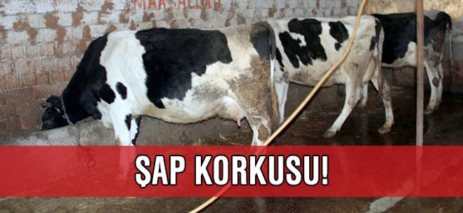 Şap korkusu