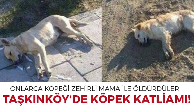 Taşkınköy'de köpek katliamı!