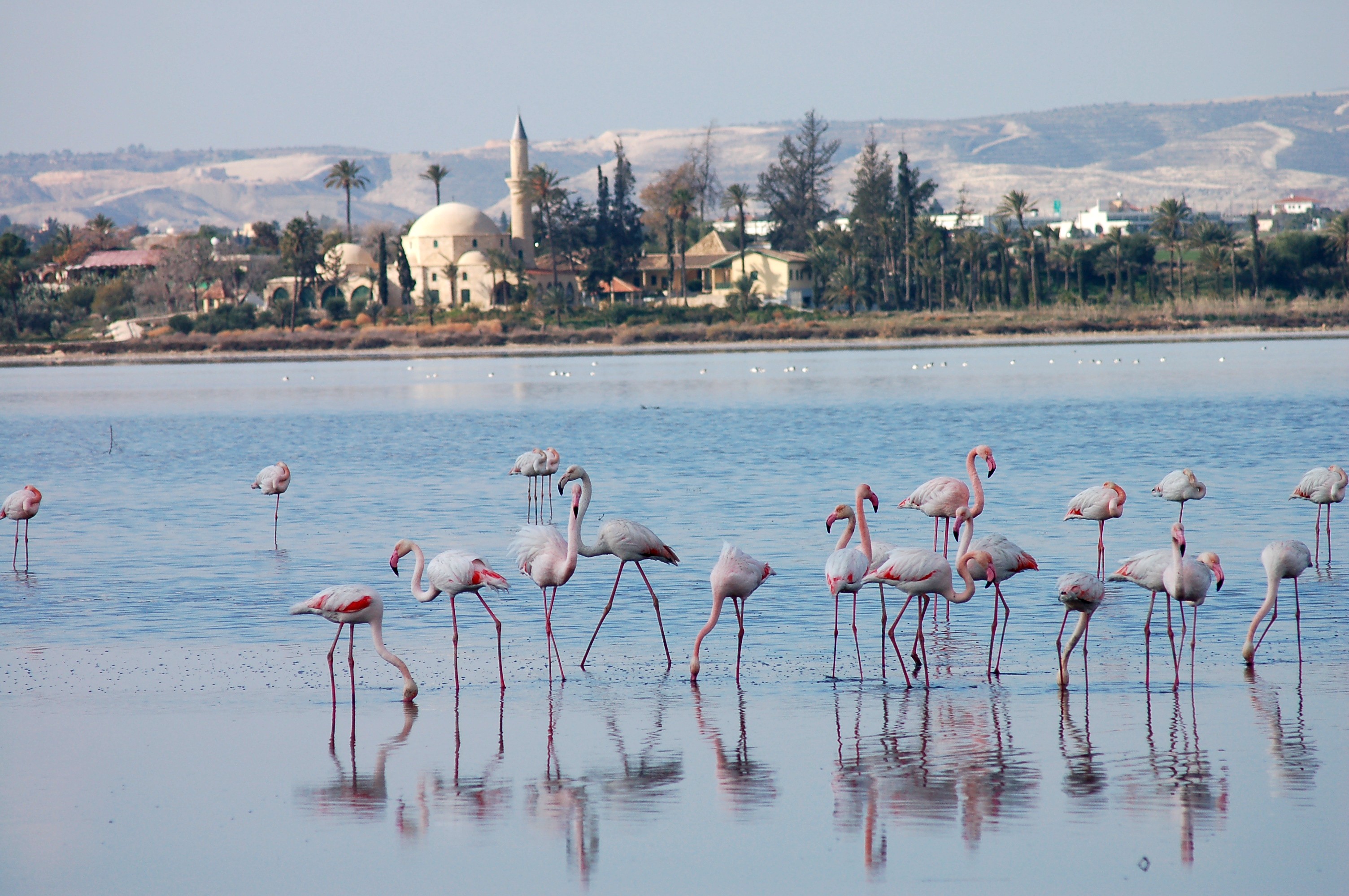 Flamingolar Larnaka’da konaklıyor