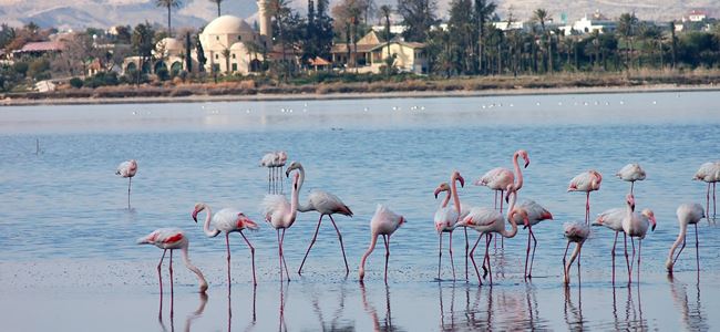 Flamingolar Mağusa’da