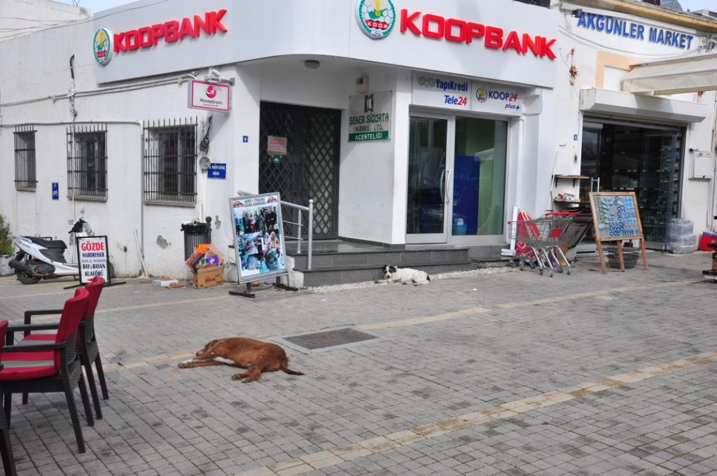 Girne Belediyesi toplatılan sokak köpekleriyle ilgili açıklamada bulundu