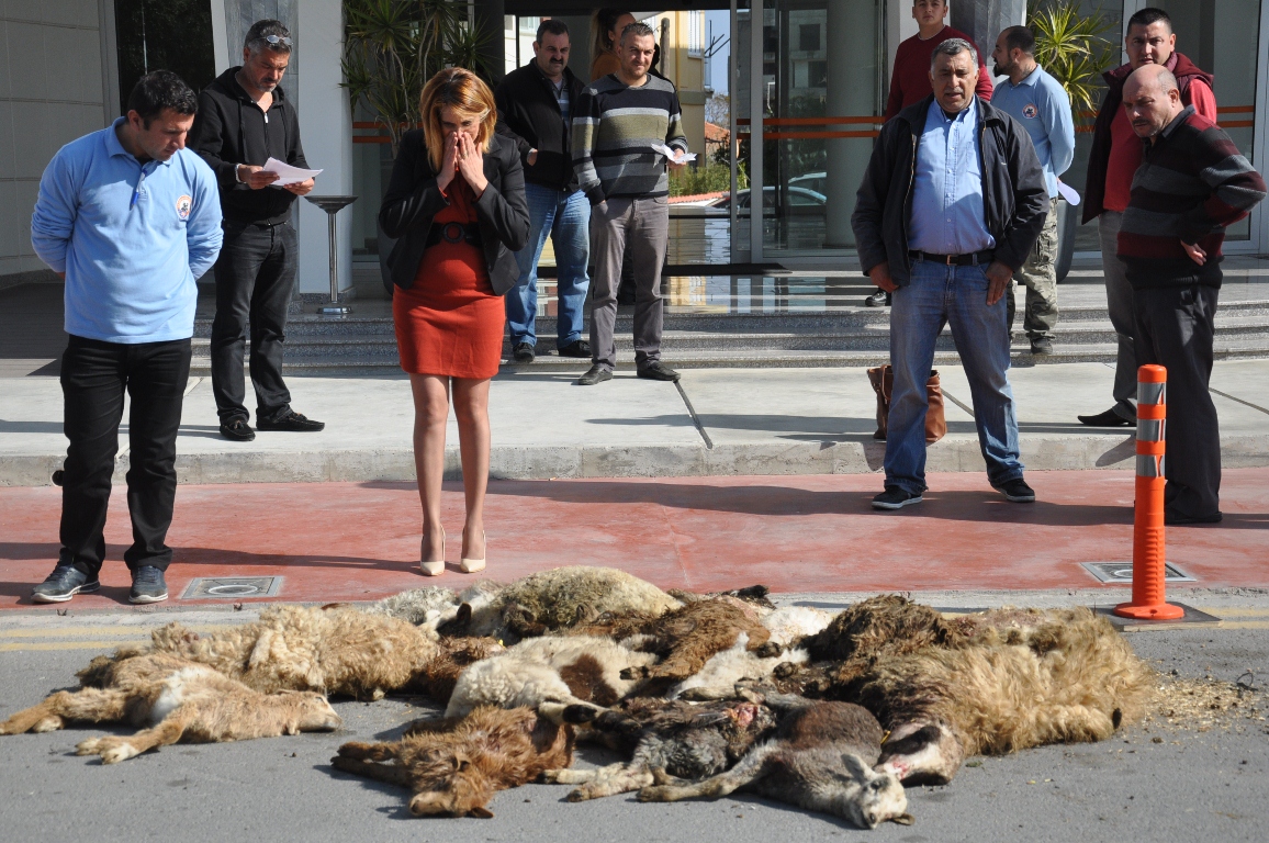 Ölü koyunları belediye önüne attı