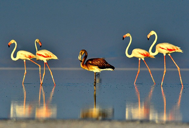 Flamingolar büyük yolculuğa hazırlanıyor
