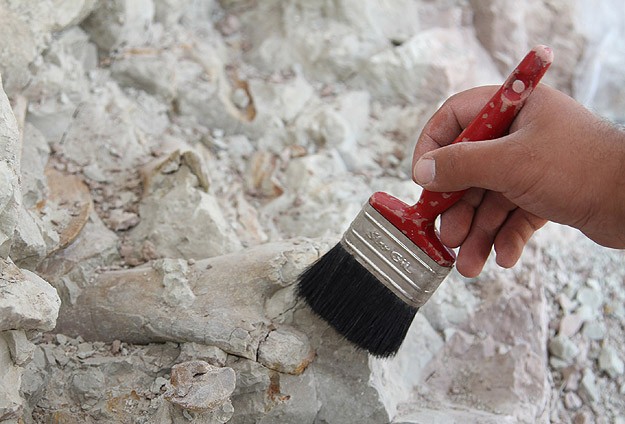 Çankırı'da antilop fosili bulundu