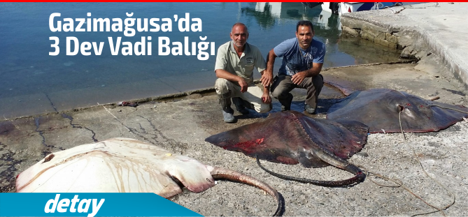 Gazimağusa'da 3  dev vadi balığı yakaladı