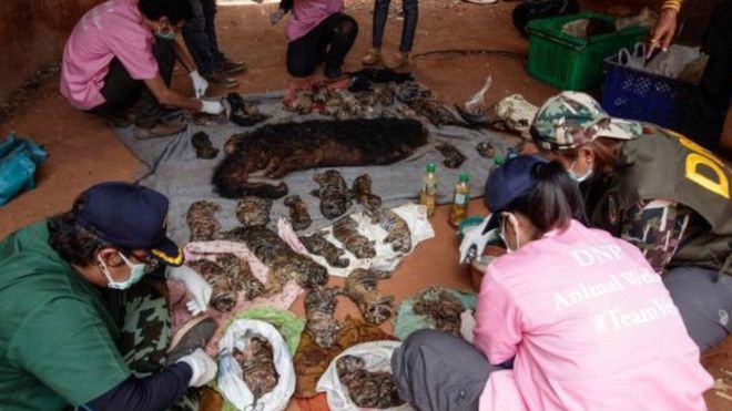 Tayland: Budist tapınağında 40 ölü kaplan yavrusu (18+)