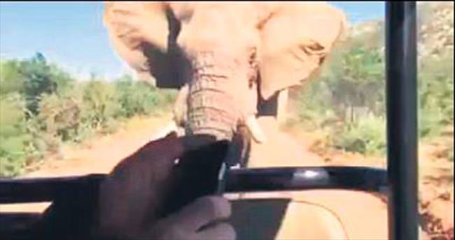 Terminatör’ü safari turunda fil kovaladı
