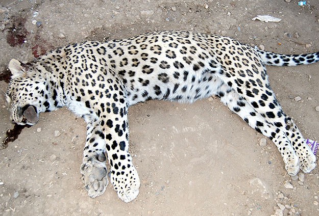 Diyarbakır'da leopar saldırısı