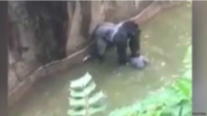'Gorilin öldürüldüğü olayda annenin suçu yok'