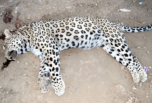 Diyarbakır'da öldürülen leopar için suç duyurusu