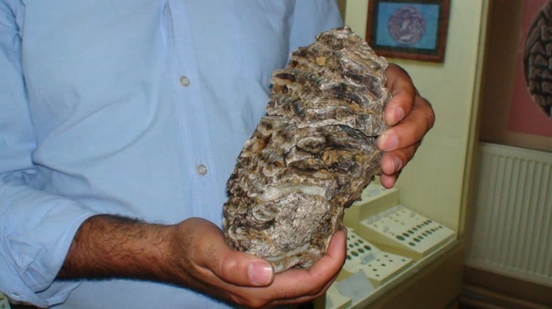 Konya'da mamut fosili bulundu