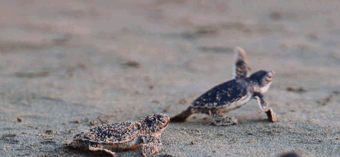 "Kaplumbağalarımız için sahillerimizi temizliyoruz"