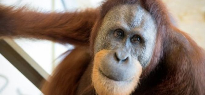 Orangutanlar insan sesini taklit edebiliyor