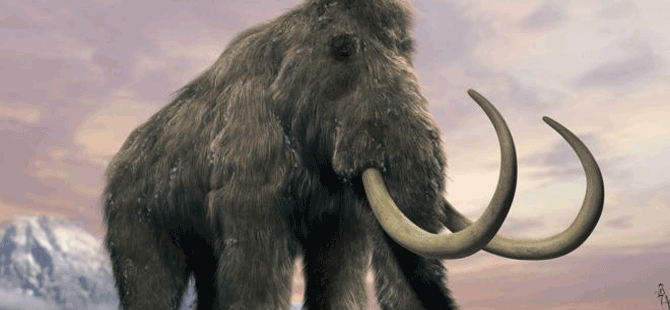 Alaska'da yaşamış olan mamutların soyu susuzluktan tükenmiş