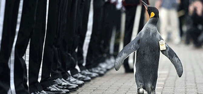 Tuğgeneral penguen, Norveç Kraliyet Muhafız Birliği’ni denetledi
