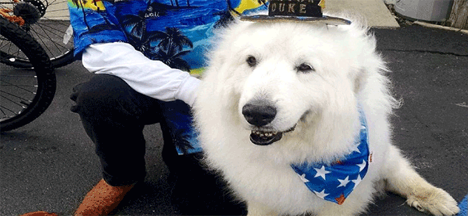 Köpek Duke belediye başkanlığı koltuğunu yine kaptırmadı