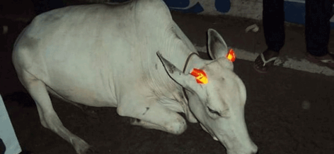 Hindistan’da trafik kazalarına karşı ineklere fosforlu bant