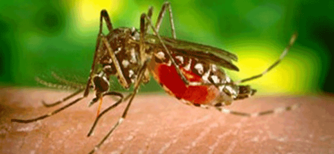 Sağlık Bakanlığı’ndan Batı Nil Virüsü ve Hastalığı hakkında açıklama!