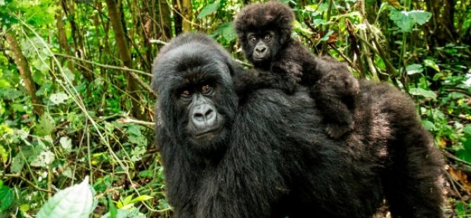 Dünyanın yaşayan en büyük primatları tükenme tehlikesi ile karşı karşıya