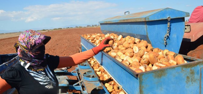 "Patates yetiştiriciliği ve bitki besleme üzerine eğitimler"