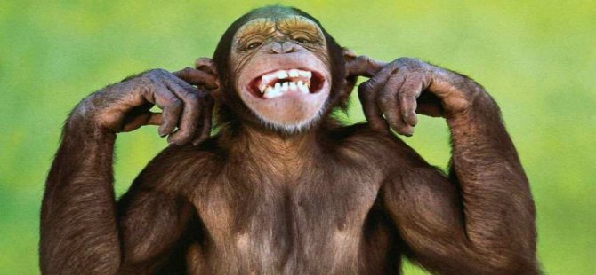 Daily Telegraph: "İngiltere'de bazı zenginler düğünlerde şempanze eti yiyor"