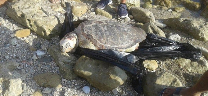 Larnaka’daki Balıkçılık Dairesi’nin kapısına ölü kaplumbağalar bırakılıyor