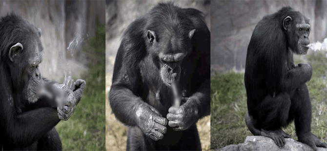 Sigara tiryakisi haline getirilen şempanze için Hayvan Hakları Örgütü devreye girdi
